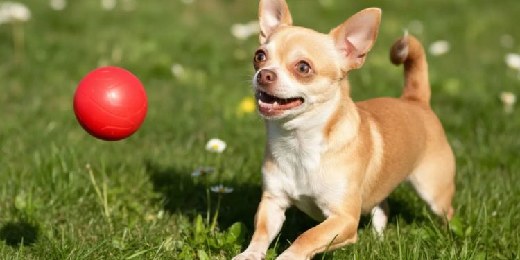 Perritos-chihuahua-monterrey-adopciÓn • Guadalupe Informa