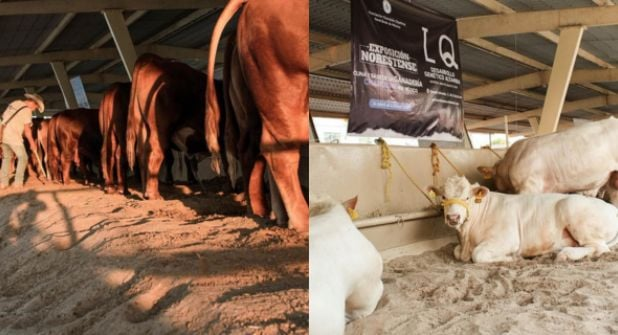Ganado En Guadalupe. El Aviso Sobre El Cambio De La Expo Ya Se Esperaba Por La Cercanía Del Mundial. 