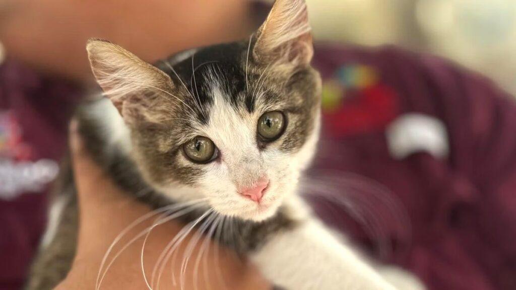Close-up of a Gray and White Kitten with Green Eyes Being Held by a Person. • Guadalupe Informa